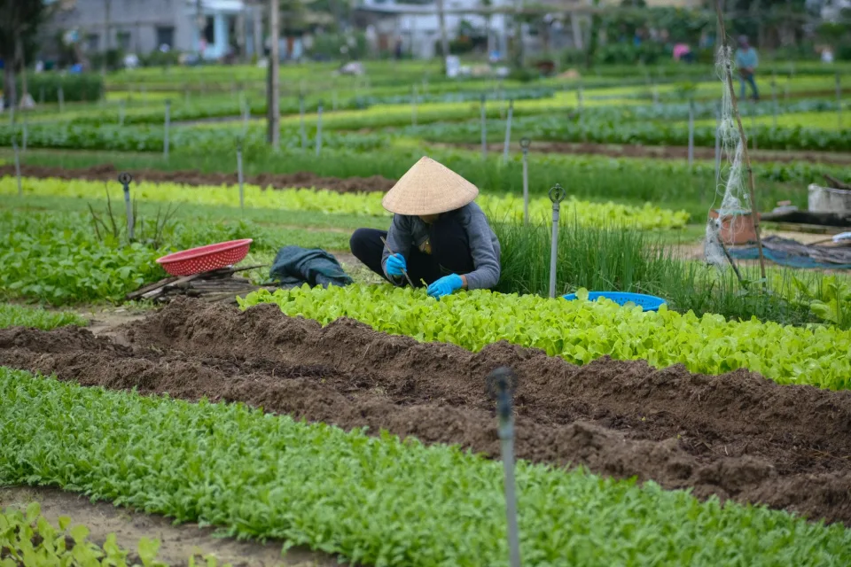 Nông sản đang có