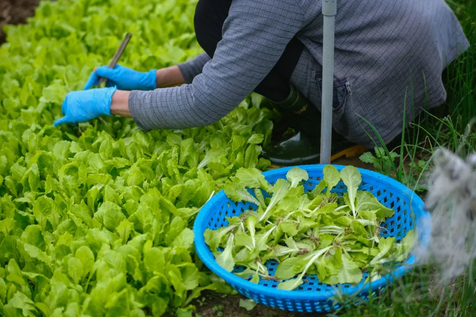 Luống rau đang vào vụ