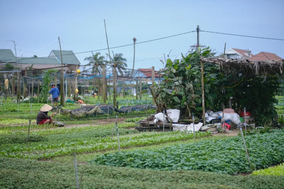 Nông sản đang có