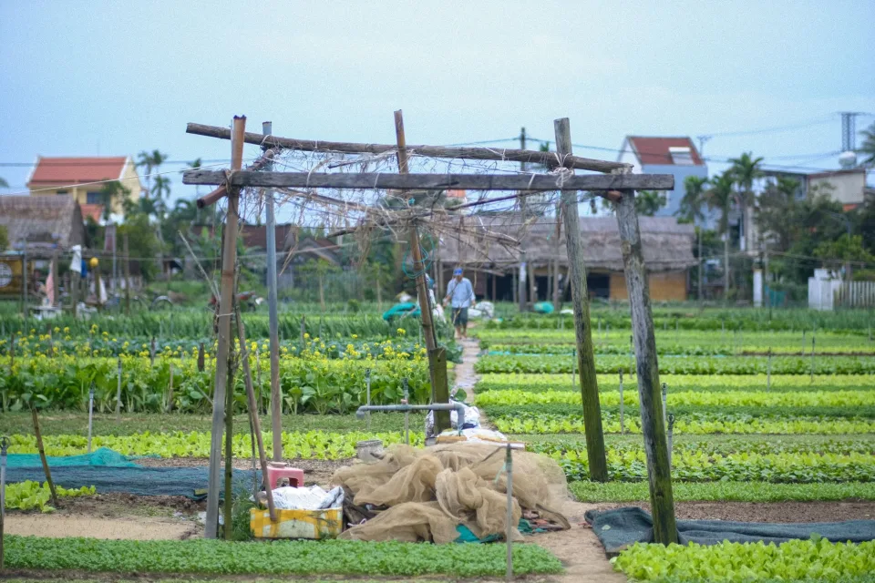 Cận cảnh quả chín trên cành